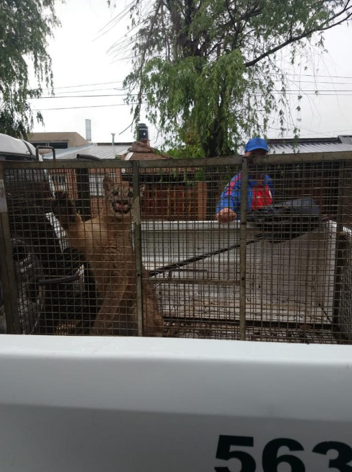 Una familia halló un puma oculto entre la mampostería de su vivienda en Santa Fe | Actualidad
