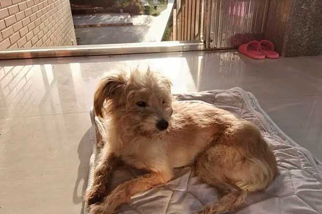 Un perro camina 50 kilómetros en 26 días para volver a su hogar | Internacionales