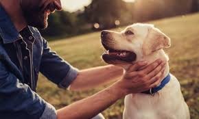 Los perros existen desde hace 11.000 años según estudio científico | Internacionales