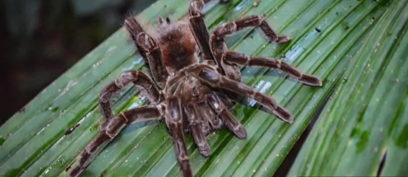 Increíble: encontraron 119 tarántulas en peligro de extinción en un par de zapatillas | Internacionales