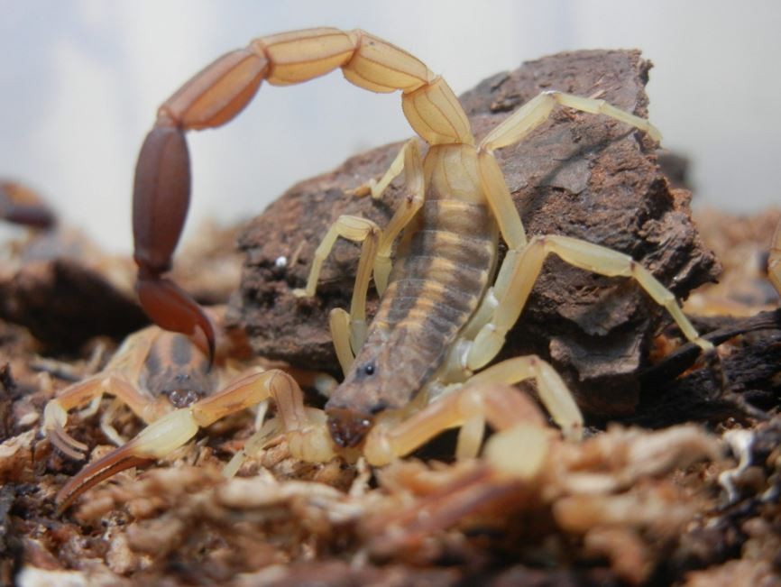 Calor: cómo evitar accidentes con alacranes, arañas y serpientes | Córdoba