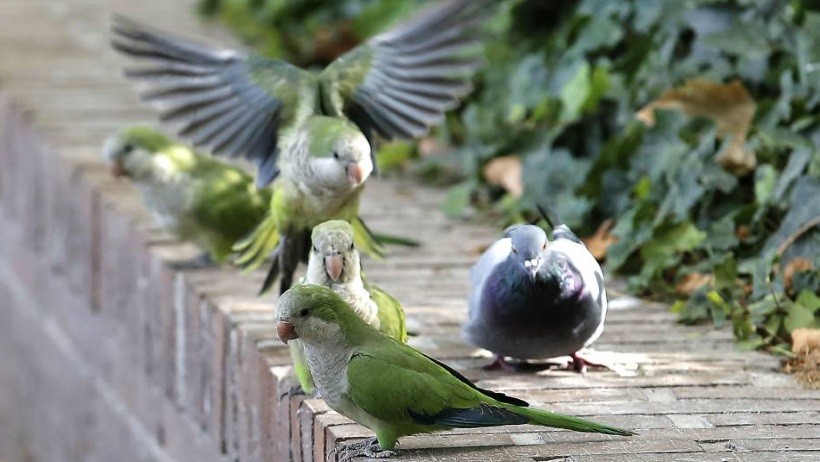 Mendoza: declaran plaga a las "cotorritas" | Actualidad