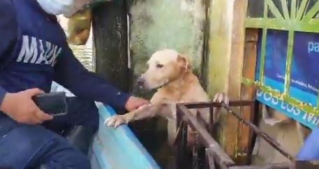 Video: el rescate de un perro en la inundación en México | Internacionales