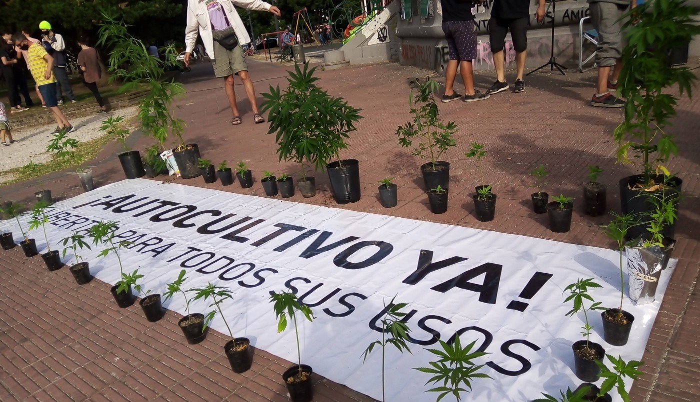 Plantaron marihuana frente a la gobernación bonaerense pero la policía obligó a retirarla | Actualidad