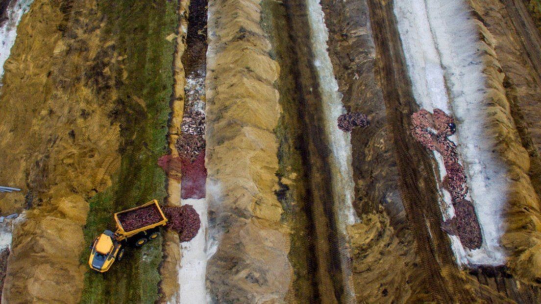 Alarma en Dinamarca por los "visones zombis" | Internacionales