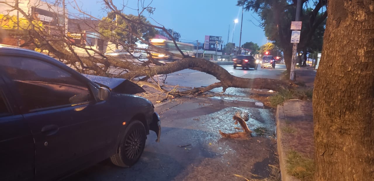 FOTOS: Un auto se estrelló contra un árbol que cayó en avenida Sabattini | Córdoba