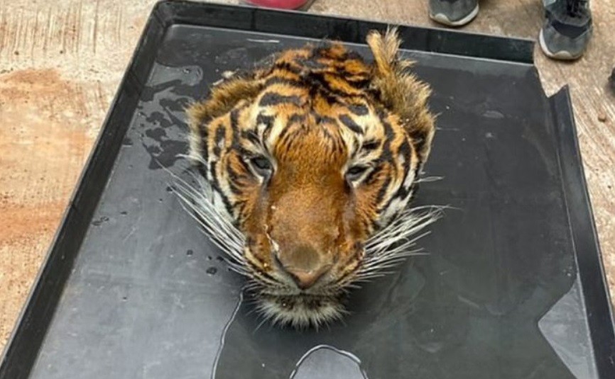 Hallaron un tigre decapitado en un zoológico sospechoso de tráfico de animales | Internacionales