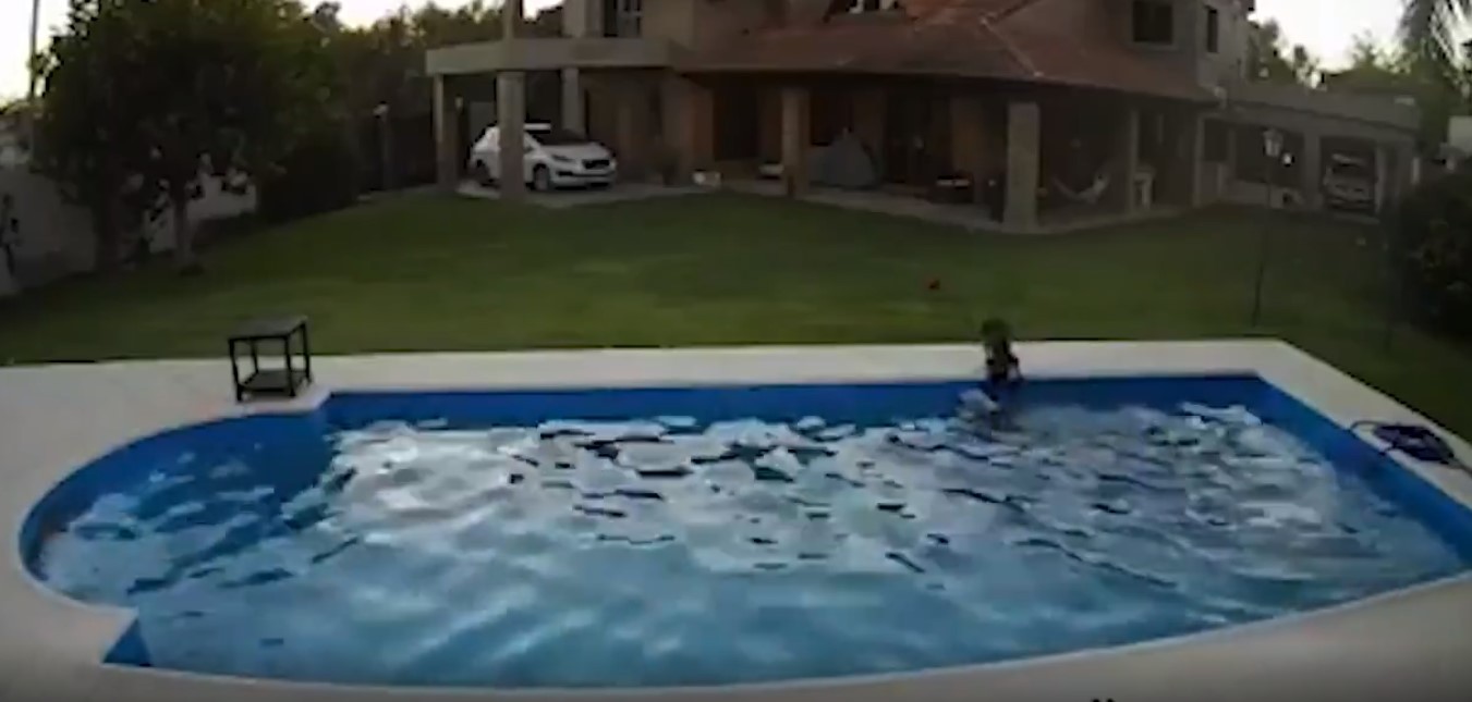 El emotivo momento en el que una perra salva a su amiga ciega de morir ahogada en una pileta | Curiosidades