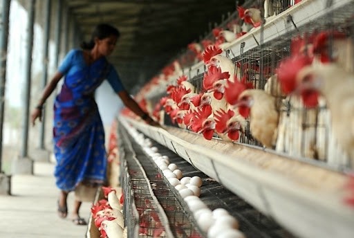 India sacrifica decenas de miles de aves de corral por la gripe aviar | Internacionales