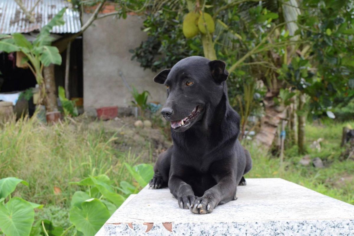 Conmovedor: Mino, la perra que no abandona la tumba de su dueño | Internacionales