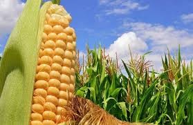 El Gobierno levantó las restricciones a las exportaciones de maíz | Actualidad