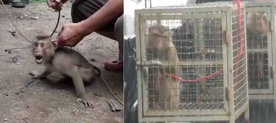 Video: esclavizan monos y los hacen trabajar en la industria del coco | Internacionales