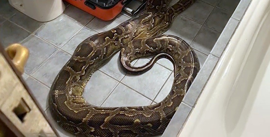 Empleadas de un hotel entraron a limpiar una habitación y hallaron una pitón de más de 40 kilos | Actualidad