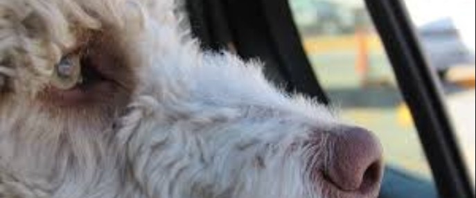 Un perro le salvó la vida a su dueño enfermo de coronavirus | Actualidad