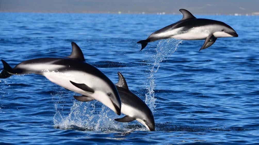 El "show de los delfines" en Puerto Madryn | Curiosidades