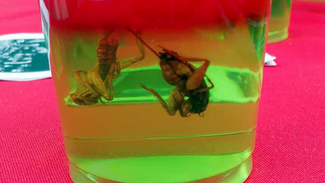 Postres con insectos para luchar contra la desnutrición infantil | Internacionales