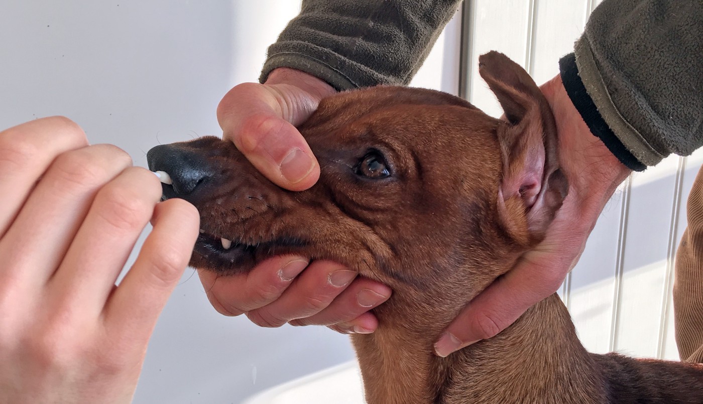 Coronavirus: harán test a perros y gatos con síntomas en Seúl | Internacionales