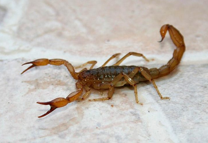 Alacranes: cómo prevenir y actuar en caso de picaduras | Actualidad