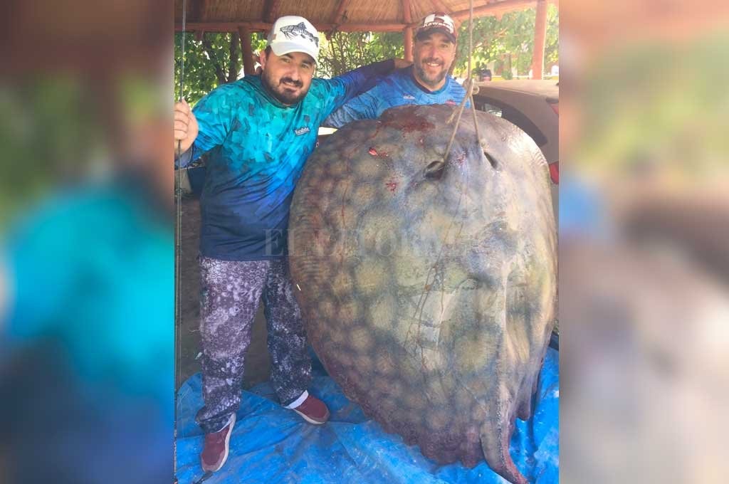 Santa Fe: pescaron una raya de 190 kilos | Actualidad