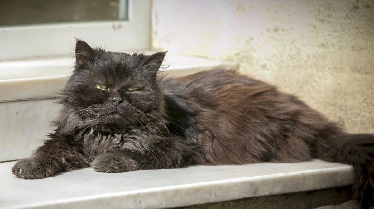 Internados: una familia y su mascota se contagiaron coronavirus | Internacionales