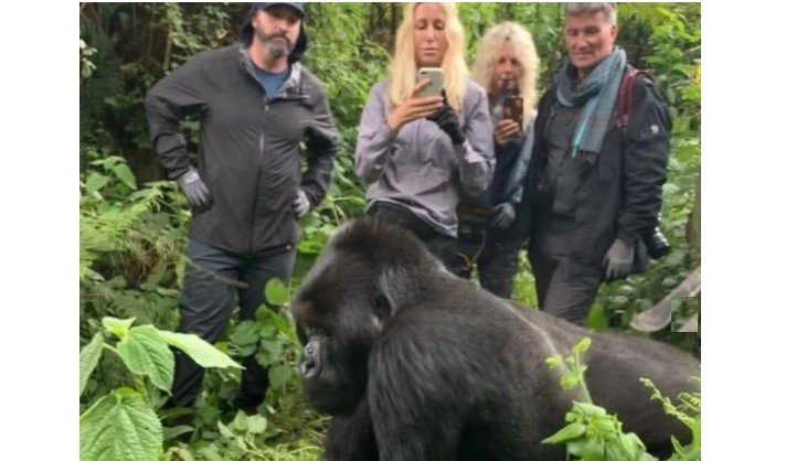 Advierten que los turistas estarían contagiando coronavirus a los gorilas en África | Internacionales