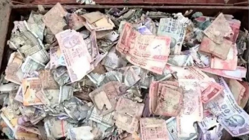 Video: una plaga de termitas le comió los ahorros de toda su vida | Internacionales