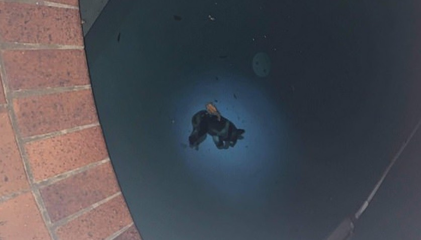 "Me parte el alma": encontraron a un koala ahogado en una pileta | Internacionales