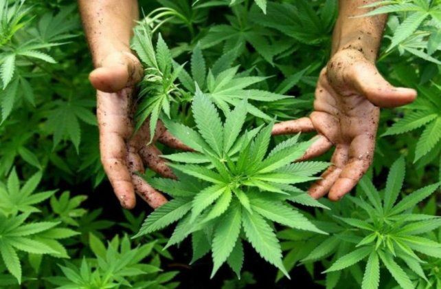 Reprocann: El Gobierno reglamentó el registro de autocultivo de cannabis medicinal | Actualidad