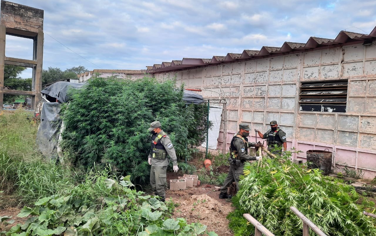 Córdoba: descubren un "vivero" de marihuana en el patio de una casa | Córdoba