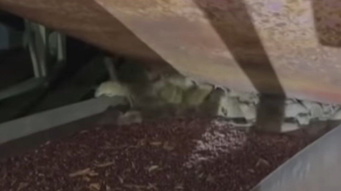 Impresionante invasión de ratas en Australia | Internacionales