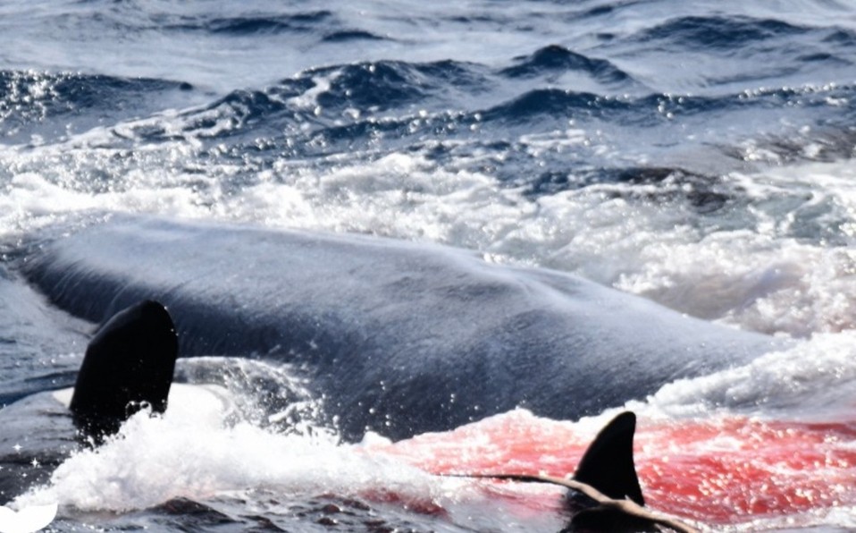 El video de una ballena siendo devorada por 70 orcas: "Dio su último aliento y desapareció" | Internacionales