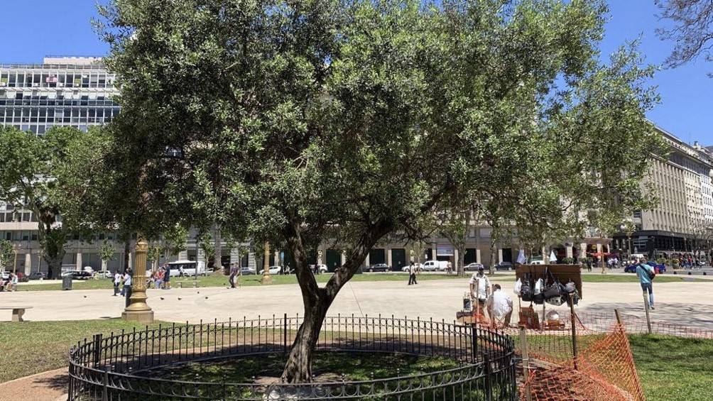 El olivo que plantó el papa Francisco en la Plaza de Mayo cumple 21 años | Actualidad