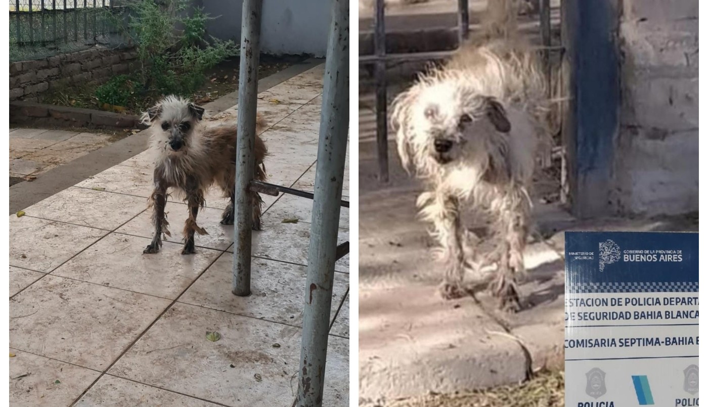 Maltrato animal: allanaron una vivienda en Bahía Blanca donde había perros desnutridos | Actualidad