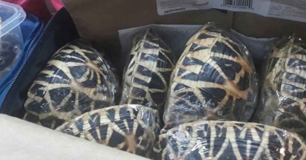 Hallaron en el aeropuerto de Galápagos una valija con 185 tortugas: 10 murieron | Internacionales
