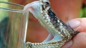 Un estudio indica que los humanos podrían convertirse en venenosos en el futuro | Internacionales