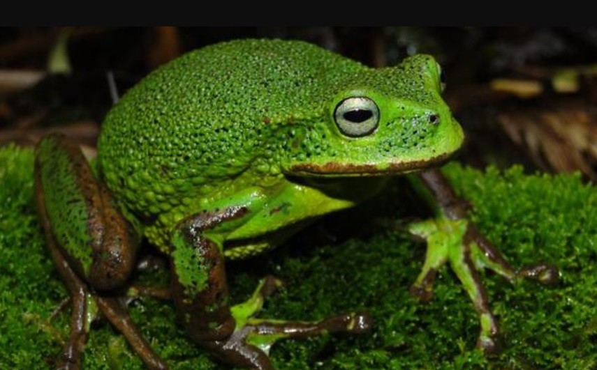 Perú: descubren en la selva una nueva especie de rana | Internacionales