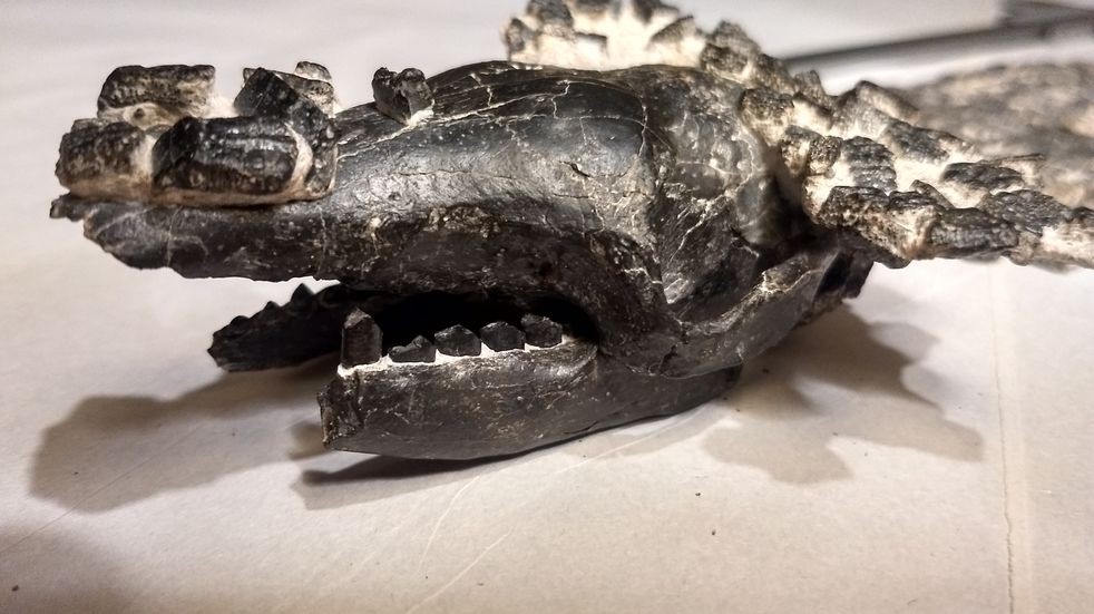 Presentan restos fósiles del quirquincho más grande que se conoce hallados en San Pedro | Actualidad