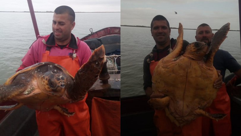 Pescadores hallaron un raro ejemplar de “tortuga cabezona” en la ría de Bahía Blanca | Curiosidades