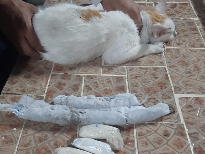 "Narcogato": intentaron que el animal ingrese cocaína a la cárcel | Internacionales