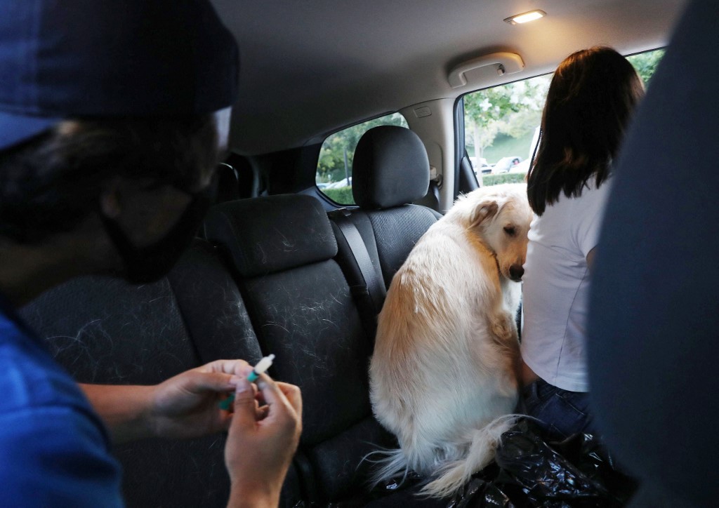 Escándalo en Chile: 75 personas inoculadas contra el coronavirus con vacunas para perros | Internacionales