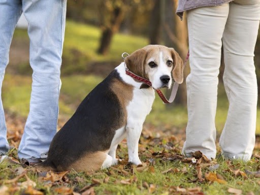 España: Debaten ley que permite custodia compartida de mascotas en caso de divorcio | Internacionales