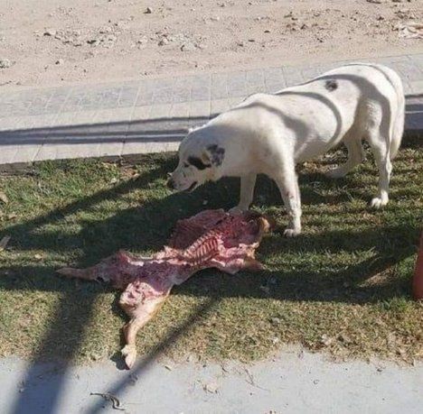 Concejales se reunieron a festejar y una perra les robó el lechón | Actualidad