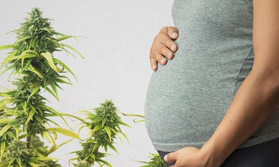 La Sociedad Argentina de Pediatría recomendó "marihuana cero" durante el embarazo y la lactancia | Salud
