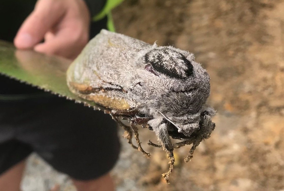 Hallaron una polilla gigante en una escuela | Curiosidades