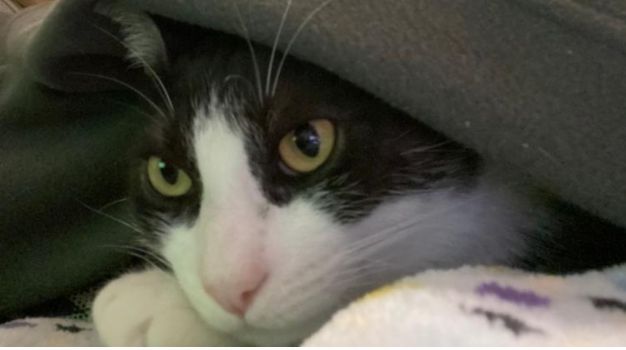 Veterinarios advierten que "no es fácil" trasmisión de coronavirus a los animales pero sugieren "estar atentos" | Actualidad