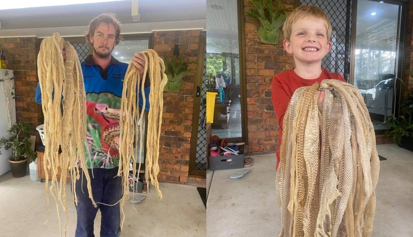 Un cazador de serpientes horrorizó las redes con este hallazgo | Internacionales