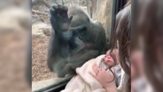 Video: la gorila que se emociona al ver a una mamá junto a su bebé | Internacionales