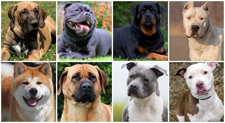 La Plata: Los perros potencialmente peligrosos deberán ser anotados en un registro obligatorio | Actualidad