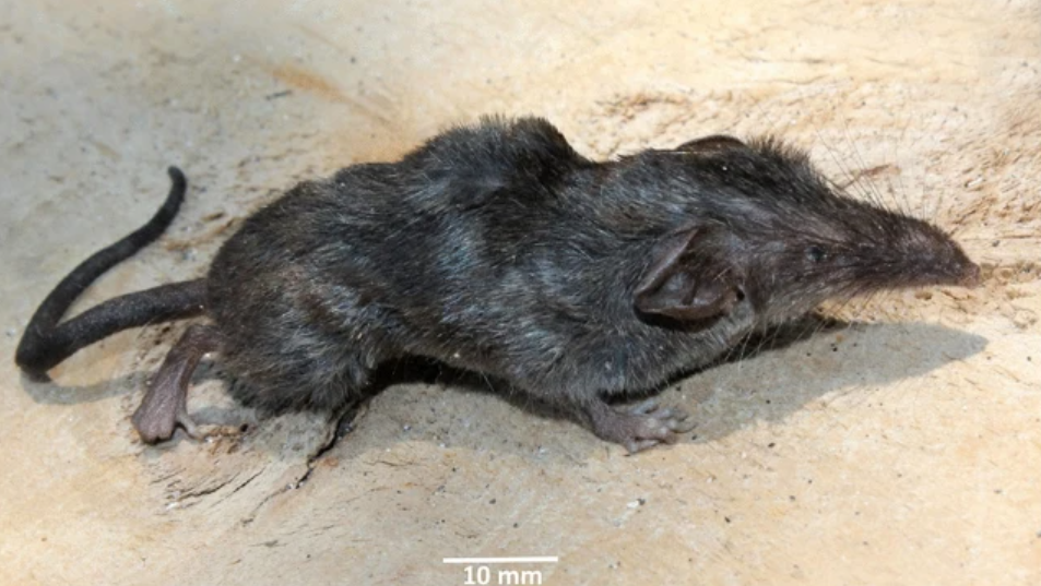 Increíble hallazgo: descubrieron una nueva especie de musaraña en la India | Internacionales