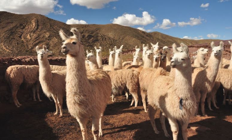 Carne de llama: una opción saludable y de antigua tradición, pero sin inserción en el circuito comercial | Actualidad